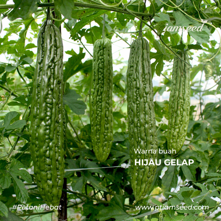 Nusa 55 F1 10gr | Paria - PT. Indoseed Agri Makmur