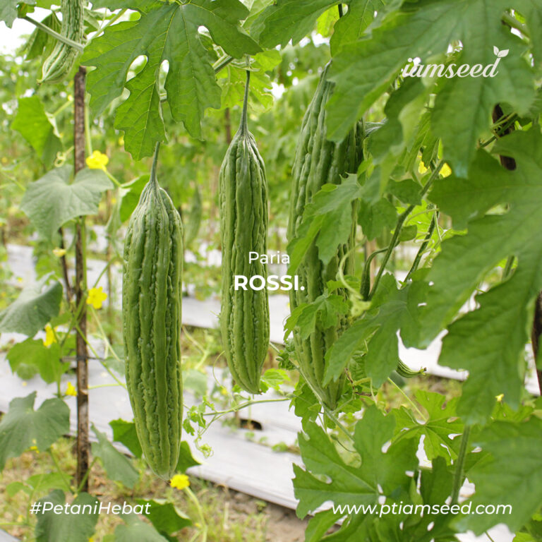 ROSSI F1 10gr | Paria - PT. Indoseed Agri Makmur