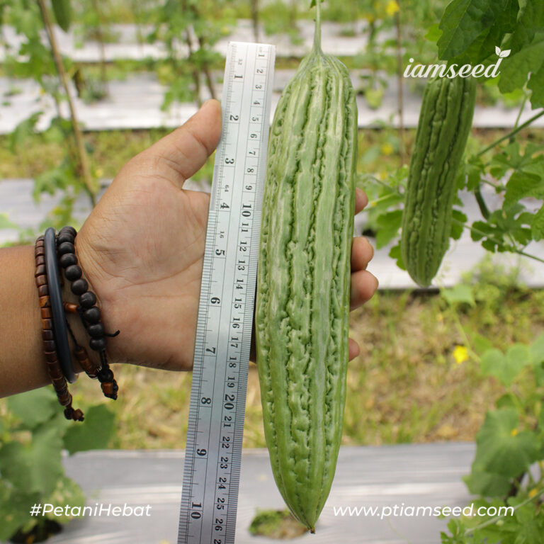 ROSSI F1 10gr | Paria - PT. Indoseed Agri Makmur