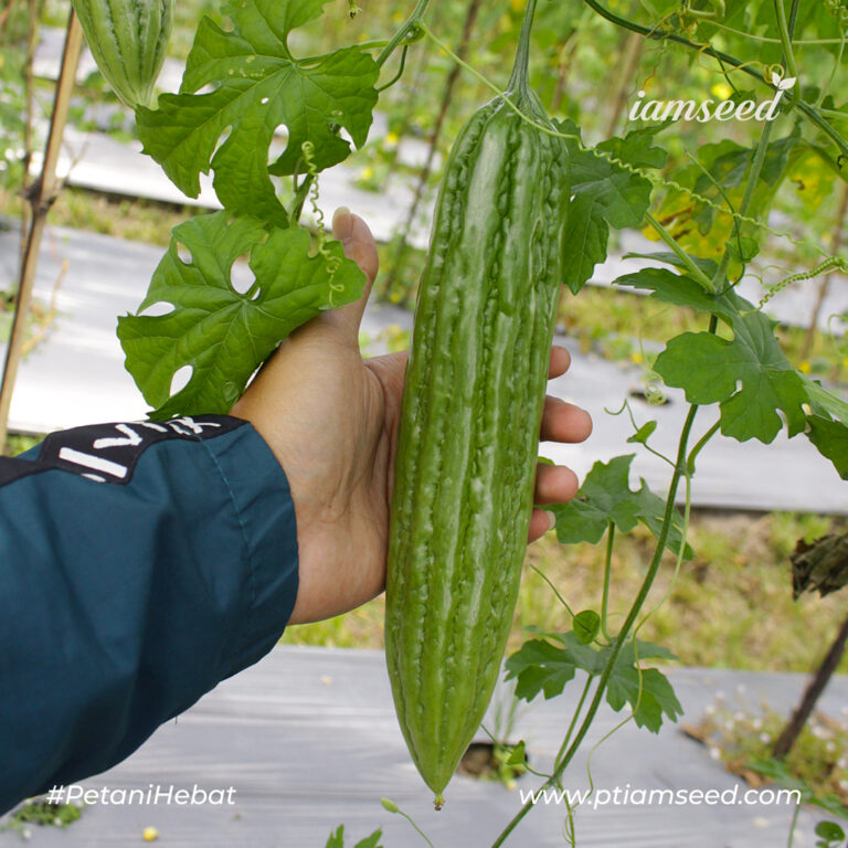 ROSSI F1 10gr | Paria - PT. Indoseed Agri Makmur