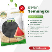 BJ F1 20gr | Semangka non biji - PT. Indoseed Agri Makmur