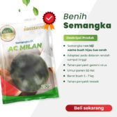Ac Milan 20gr | Semangka non biji - PT. Indoseed Agri Makmur