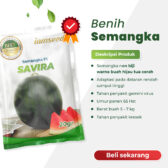 Savira F1 20gr | Semangka non biji - PT. Indoseed Agri Makmur