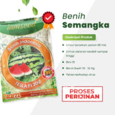 Tesla 20gr | Oblong berbiji - PT. Indoseed Agri Makmur