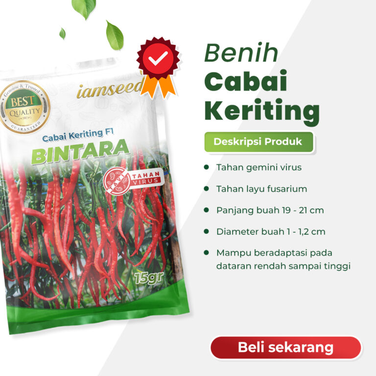 Bintara F1 15gr | Cabai keriting - PT. Indoseed Agri Makmur
