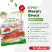 Montii F1 10gr | Cabai merah besar - PT. Indoseed Agri Makmur