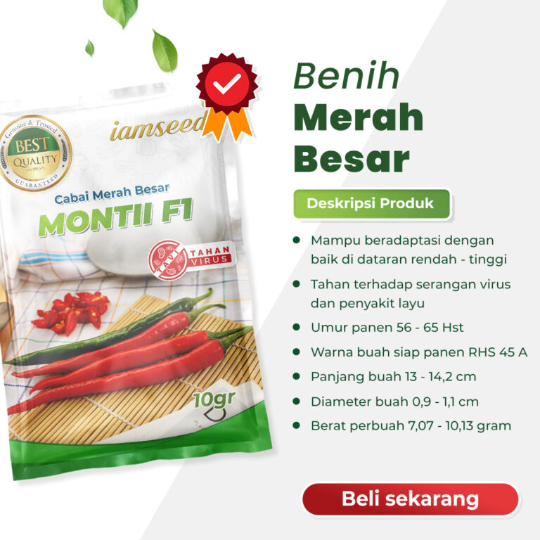 Montii F1 10gr | Cabai merah besar - PT. Indoseed Agri Makmur